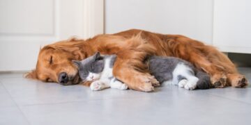 Um gato e um cachorro compartilhando momentos de amizade e cumplicidade em sua casa bem preparada. Foto: Equipe Pet Life Care.