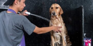 A higiene é parte fundamental do cuidado com animais de estimação, mantendo-os felizes e saudáveis. Foto: Equipe Pet Life Care.