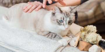 Cães e gatos desfrutam de terapias alternativas, banhos relaxantes e cuidados personalizados em spas para pets, proporcionando bem-estar e mimos aos animais de estimação. Foto: Equipe Pet Life Care.